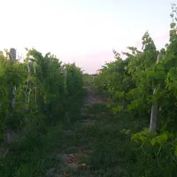 فروش-باغ-باغچه1500متر