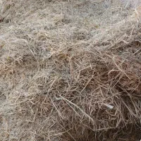 کاه|لوازم جانبی حیوانات|مرودشت, محمد آباد|دیوار