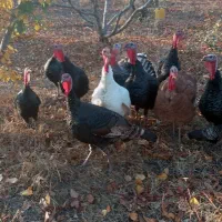 بوقلمون|حیوانات مزرعه|مشگین شهر, |دیوار