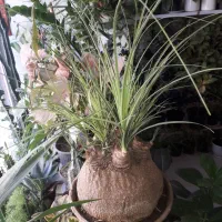 تعویض گل و گلدان با کتاب دفتر باطله|گل و گیاه طبیعی|قوچان, |دیوار