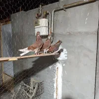 کفتر کاشانی