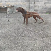 توله پیت بول