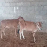 گاو گوساله نر برای پروار گوساله قطع شیر خوراک خور