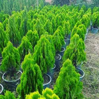 گلستان کاج وگل مهندس رحمانی|خدمات باغبانی و درختکاری|مشهد, امیریه|دیوار