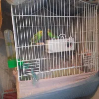 مرغ عشق و فنچ