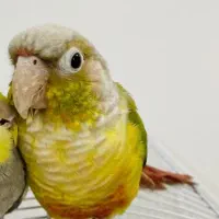 گرینچیک ماده جهت جفتگیری
