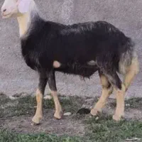 گوسفند زنده