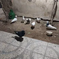 کفتر طوقی|پرنده|شیراز, بازار|دیوار