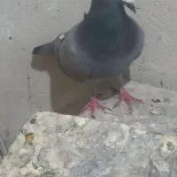 یک جفت المانی