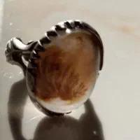 شجر  تک درخت سوزنی