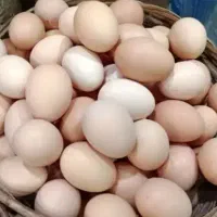 تخم‌مرغ بومی