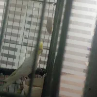 عروس هلندی بالغ|پرنده|پاکدشت, پاکدشت (مامازند)|دیوار