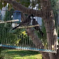 عروس هلندی مولد.|پرنده|چهارباغ, |دیوار