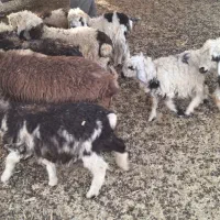 ۵۰ عدد بره نر و ماده