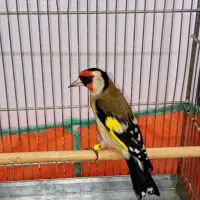 سهره نر یه وجبی هیولا