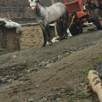 اسب کورد