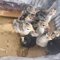 جوجه رنگی شترمرغ غاز قوغاز اردک جوجه محلی