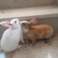 خرگوش