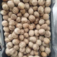 گردو بومی