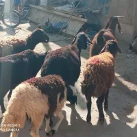 سه تاگوسفندجوان وابستن وبره ماده دامازلق قرمزلخت|حیوانات مزرعه|خواجه, |دیوار