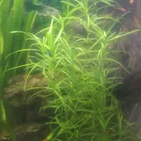 ماهی آکواریومی|ماهی|مشهد, امیریه|دیوار