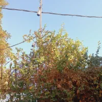 برقکار