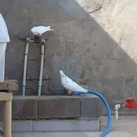 کبوتر