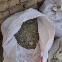 چوقلی کبوتر
