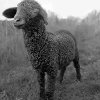 فروش گوسفند زنده نر با باسکول دیجیتال جلو درب منزل|حیوانات مزرعه|تهران, سهروردی|دیوار