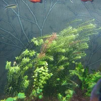 گیاه اکواریومی