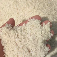 برنج هاشمی دره رود اصل به شرط|خوردنی و آشامیدنی|پارسآباد, |دیوار