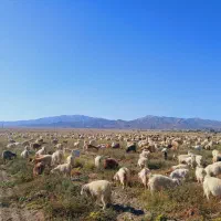 حیوانات|حیوانات مزرعه|ارزوئیه, |دیوار