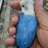 کوتوله برزیلی دستی|پرنده|صدرا-فارس, فاز ۱|دیوار