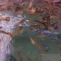 آکواریوم باماهی|ماهی|رشت, بوسار|دیوار