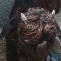 فروش گوسفند