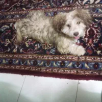 توله شیتزو پاکوتا شیطون بازیگوش واکسنشم زده