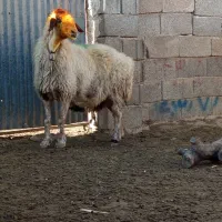 18راس میش بره دار|حیوانات مزرعه|میمند, |دیوار