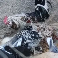 مرغ خروس گلین