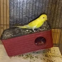 مرغ عشق ماده