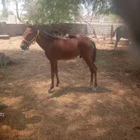 فروش ۳راس کره اسب