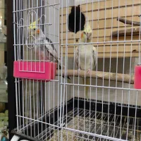 یک جفت عروس هلندی مولد در حال تخم گذاری با قفس|پرنده|تهران, امیریه|دیوار