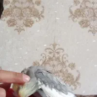 یه جفت عروس هلندی کار درست و کار داده|پرنده|اصفهان, شیخ طوسی|دیوار