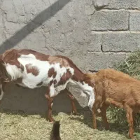 بز زاییده آبستن