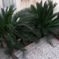 فروش گل سیکاس