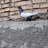 سینه کوهی وسینه سیاه|پرنده|باوی, |دیوار