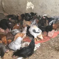 جوجه خروس و مرغ محلی درجه یک|حیوانات مزرعه|مرودشت, مسکن مهرگان|دیوار