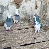 ۳عدد کبوتر رنگی نر هوایی