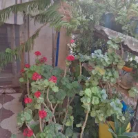 گل و‌گیاه|گل و گیاه طبیعی|شیراز, شیخ علی چوپان|دیوار