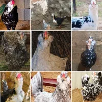 نیمچه مرغ ‌خروس