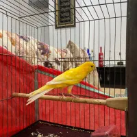 فروش قناری طلایی نر مست و آماده